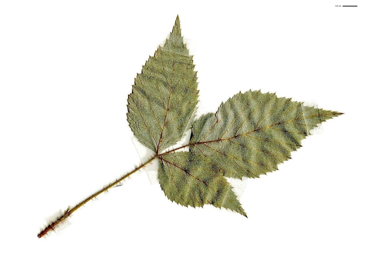 Rubus idaeus subsp. idaeus (Rosaceae)